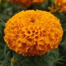 Чорнобривці прямостоячі Dune Orange, 1000 шт, Floranova