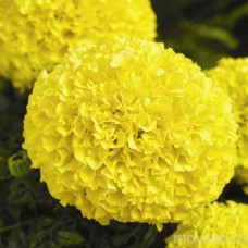 Бархатцы Прямост Dune Yellow