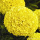 Бархатцы Прямост Dune Yellow