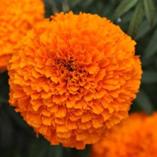 Бархатцы GARLAND (h 71 - 152cm) ORANGE