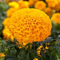 Бархатцы Прямост Cheerleader Orange