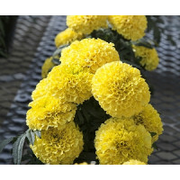 Бархатцы Прямост Cheerleader Yellow