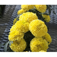 Бархатцы Прямост Cheerleader Yellow