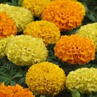 Чорнобривці TAISHAN®F1 Mix, 50 шт, PanAmerican