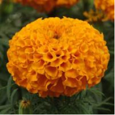 Чорнобривці прямост TAISHAN®F1 ORANGE, 10 шт, PanAmerican