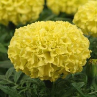 Чорнобривці прямост TAISHAN®F1 YELLOW, 50 шт, PanAmerican