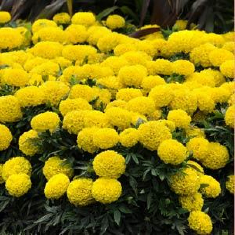 Чорнобривці прямост TAISHAN®F1 YELLOW, 50 шт, PanAmerican