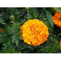 Чорнобривці прямостоячі Antigua F1 Orange, 100 шт, Syngenta