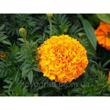 Бархатцы прямост Antigua F1 Orange