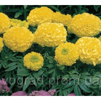 Чорнобривці прямостоячі Antigua F1 Primrose, 10 шт, Syngenta