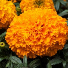 Чорнобривці прямостоячі Big Top F1: Orange, 10 шт, Floranova