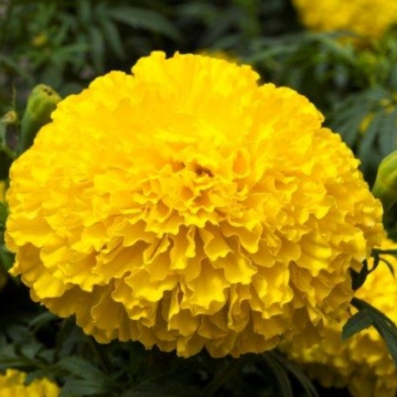 Чорнобривці прямостоячі Big Top F1: Yellow, 50 шт, Floranova