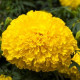 Чорнобривці прямостоячі Big Top F1: Yellow, 50 шт, Floranova