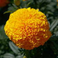 Чорнобривці прямостоячі COCO F1 Gold, 10 шт, Sakata