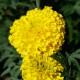 Чорнобривці прямостоячі COCO F1 Yellow, 50 шт, Sakata