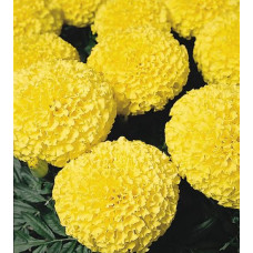 Бархатцы прямост Discovery™: Yellow