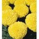 Чорнобривці прямостоячі Discovery™: Yellow, 50 шт, Benary