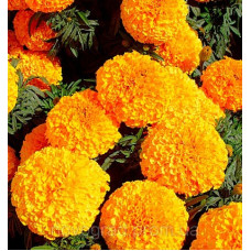 Бархатцы Moonstruck Orange
