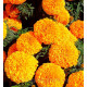Бархатцы Moonstruck Orange