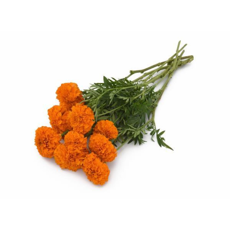 Бархатцы Xochi Orange, на срезку (h 61-91cm, w 15-25cm)