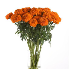Бархатцы Xochi Orange, на срезку (h 61-91cm, w 15-25cm) 