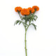 Бархатцы Xochi Orange, на срезку (h 61-91cm, w 15-25cm)