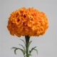 Бархатцы Xochi Orange, на срезку (h 61-91cm, w 15-25cm)