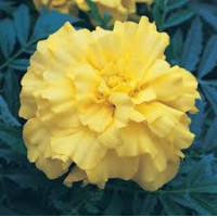 Бархатцы гибридн Zenith Lemon Yellow