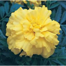 Бархатцы гибридн Zenith Lemon Yellow