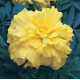 Бархатцы гибридн Zenith Lemon Yellow