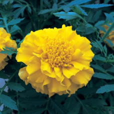 Чорнобривці гібрид Zenith Yellow, 250 шт, Floranova
