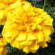Чорнобривці гібрид Zenith Golden Yellow, 10 шт, Floranova