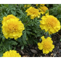 Чорнобривці гібрид  Zenith Bright Yellow, 10 шт, Floranova