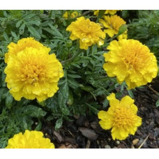 Чорнобривці гібрид  Zenith Bright Yellow, 10 шт, Floranova