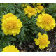 Чорнобривці гібрид  Zenith Bright Yellow, 250 шт, Floranova