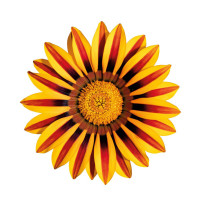 Газанія жорсткувата Zany Orange Flame, 25 шт, Benary