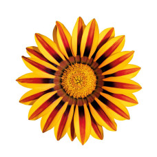 Газанія жорсткувата Zany Orange Flame, 25 шт, Benary
