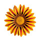 Газанія жорсткувата Zany Orange Flame, 1000 шт, Benary