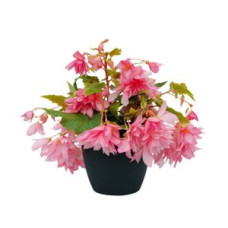 Бегония гибридная Funky™ Light Pink