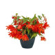 Бегонія гібридна Funky™ Orange, 500 шт, Benary