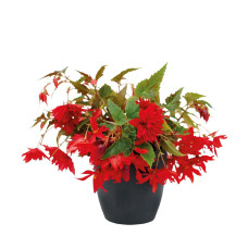 Бегонія гібридна Funky™ Scarlet, 100 шт, Benary