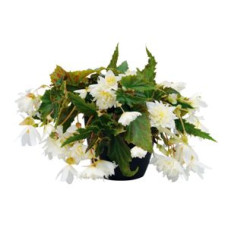 Бегонія гібридна Funky™ White, 100 шт, Benary