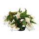 Бегонія гібридна Funky™ White, 500 шт, Benary