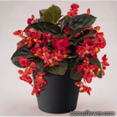Бегонія BIG: Red Bronze Leaf, 5 шт, Benary