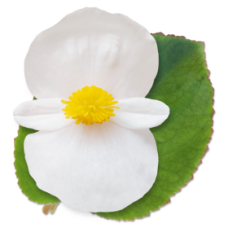 Бегонія BIG: White Green Leaf, 5 шт, Benary