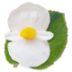 Бегонія BIG: White Green Leaf, 5 шт, Benary