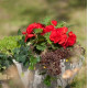Бегония клубневая New Star®: Red