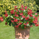 Бегонія BIG: Red with Green Leaf, 100 шт, Benary