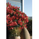 Бегонія BIG: F1 Deep Pink Green Leaf, 25 шт, Benary