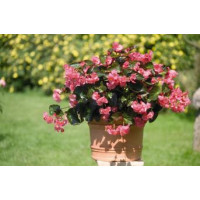 Бегонія BIG: Rose with Bronze Leaf, 5 шт, Benary